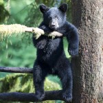 Black Bear Cub in Tree