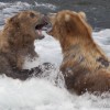 Grizzly Bears Sparring