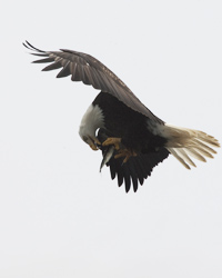 Bald-Eagle-Eating
