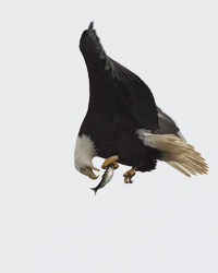 Bald-Eagle-Eating2