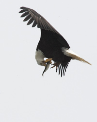 Bald-Eagle-Eating3