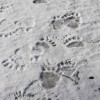 Bear Pawprints