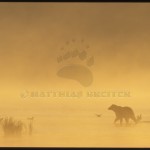 Grizzly in Morning Mist