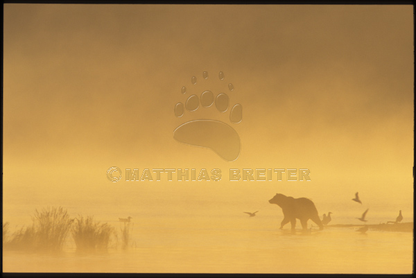 Grizzly in Morning Mist