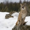 Puma, Cougar