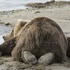 Brown Bear Chillin Out