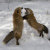 Foxes FIghting