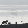 Brown Bear Mother with Two Cubs