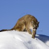 Mountain Lion on Snow