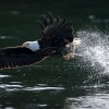 Eagle Fishing Dive