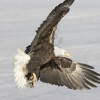 Eagle Wingspan