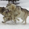 Wolves Fighting