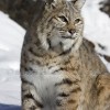 Lynx in the Snow