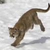 Cougar Puma