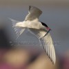 Arctic Tern with Supper