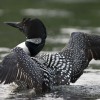 Loon Shaking Off