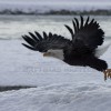 Eagle on Take Off