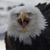 Close-up Eagle Profile