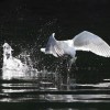 Seagull Catching Fish
