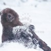 Grizzly Playing in the Snow