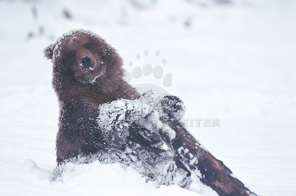 Playtime in the Snow