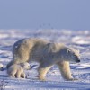Polar Bear with Young Cub