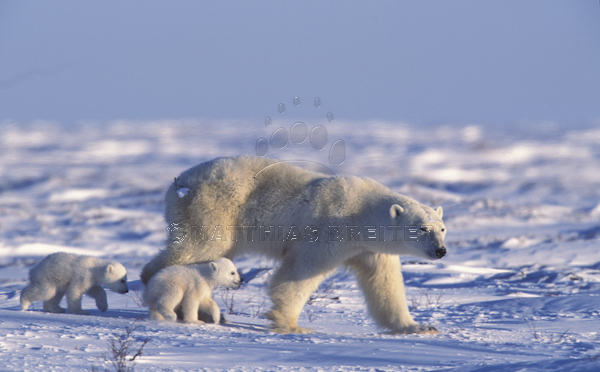 Polar Bear with Young Cub