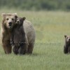 Brown Bear Sow with Two Cubs