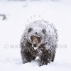Grizzly Bear in the Snow