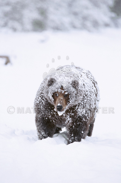 Grizzly Bear in the Snow
