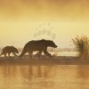 Grizzly Sow and Cub in Mist
