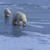 Polar Bear Sow with Cub on Ice