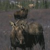 Moose Cow and Bull