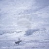 Caribou in a Snow Storm