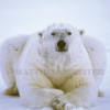 Polar Bear Pose