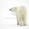 Polar Bear Derriere