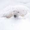 Polar Bear in Snow Den