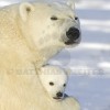 Polar Bear Mother and Cub
