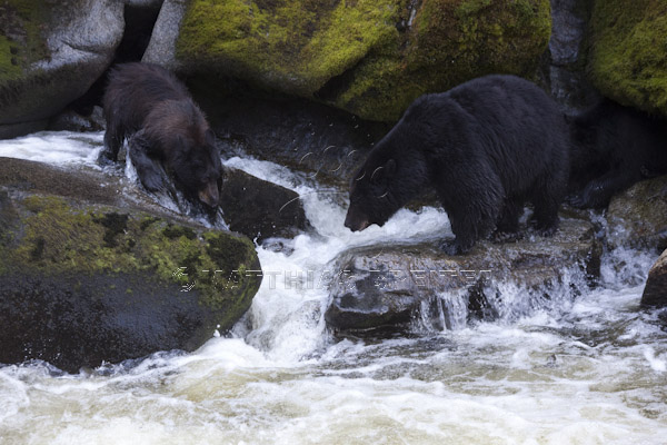 Black Bears Fishing at Anan Creek